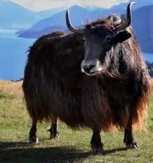 Yak