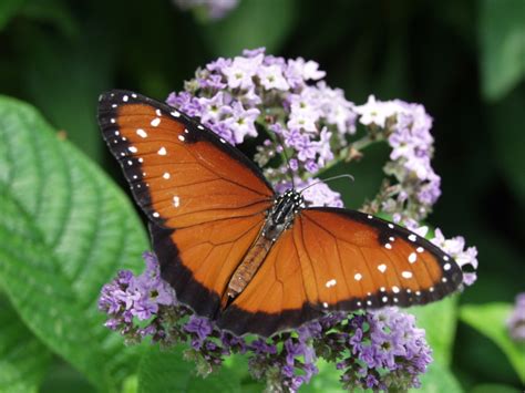 Butterfly in the Butterfly Wing at Reiman Gardens - Photostream - Iowa State University