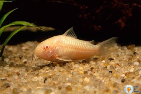 Albino Cory Catfish | 11 Highly Informative Facts About The Fish