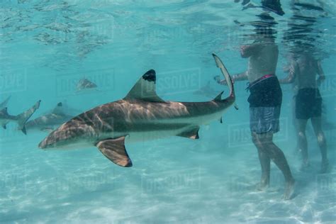 Blacktip reef sharks (Carcharhinus melanopterus) cruising near tourists ...