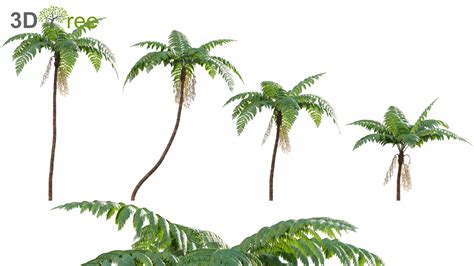 Cyathea cooperi - Australian Tree Fern - 02 (3D model) - 3DTree