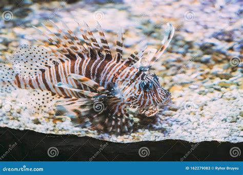 Red Lionfish Pterois Volitans Is Venomous Coral Reef Fish Swimming In ...