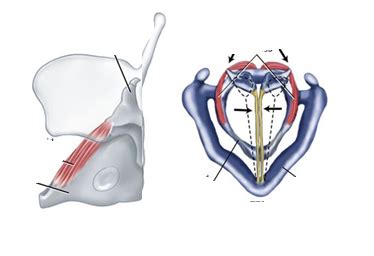 lateral cricoarytenoid muscle Diagram | Quizlet