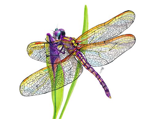 Purple Dragonfly Drawing by Jeannette Sirois