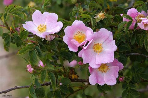 Las flores silvestres de Hormaza: Rosa canina