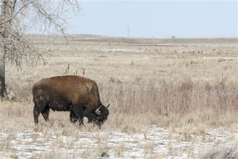 American Bison Grazing on the Prairie in Winter Stock Image - Image of mammal, horn: 133324995