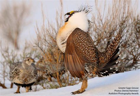 Greater Sage-Grouse Need your Help - THE LAHONTAN AUDUBON SOCIETY