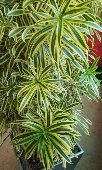 Pleomele House Plant, Song of India | Indoor tropical plants, House ...