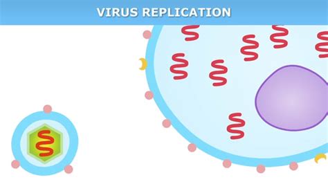 Virus replication — Science Learning Hub