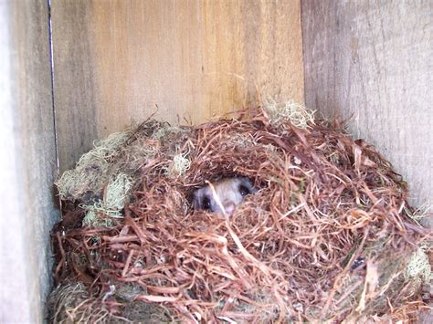 Flying Squirrel Research Blog: Northern Flying Squirrels Do have Multiple Litters!