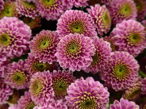 5 Reasons Why Chrysanthemum Tea Will Improve Your Health | Top Natural ...