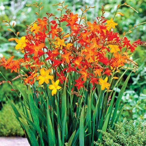 Crocosmia Mix Bulbs from K. van Bourgondien