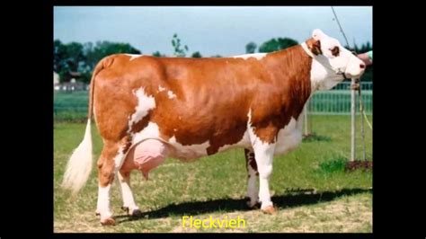 Dairy cows breeds - YouTube