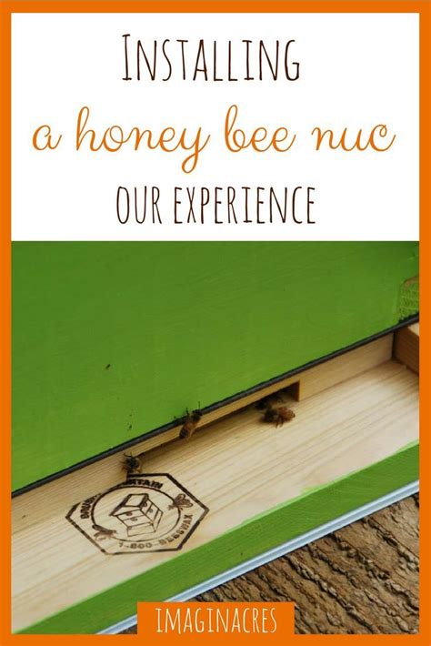 Installing a Bee Nuc Colony - A Thrilling Experience