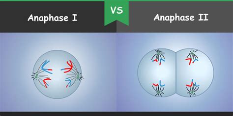 Difference between Anaphase I and Anaphase II – Bio Differences