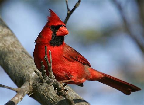 Ohio State Bird Cardinal aka Winter Redbird | Birds, Cardinal birds, Animals beautiful