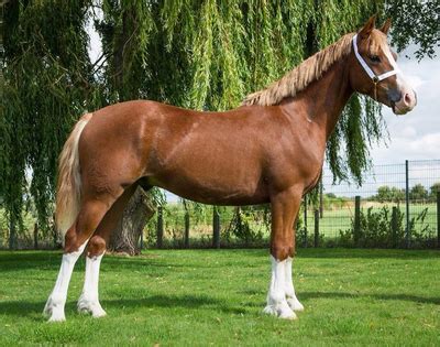 The Welsh Pony Breed Guide by Team Horsemart | Horsemart