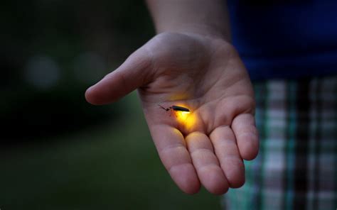 Where Do Lightning Bugs Go During the Day? | Wonderopolis