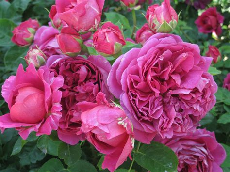 David Austin Roses - Sisley Garden tours - Sisley Garden Tours
