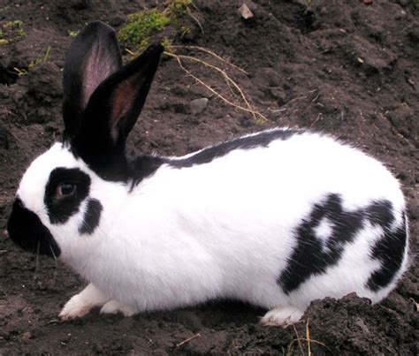 Checkered Giant Rabbit: Origin, Characteristics, Uses