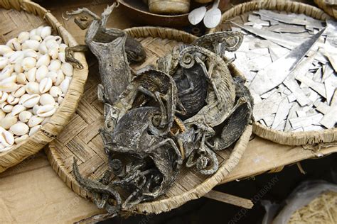 Dried chameleons at a food market, Benin - Stock Image - C054/9269 - Science Photo Library