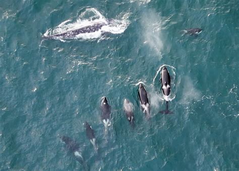 Dozens Watch and Document Orcas Attack, Kill Baby Whale on Oregon Coast: More Videos