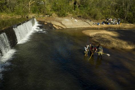 Invasive fish discovered in Georgia creek