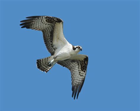 An Osprey Flying Photograph by Bruce Frye