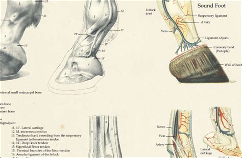 Horse Foot Anatomy Poster