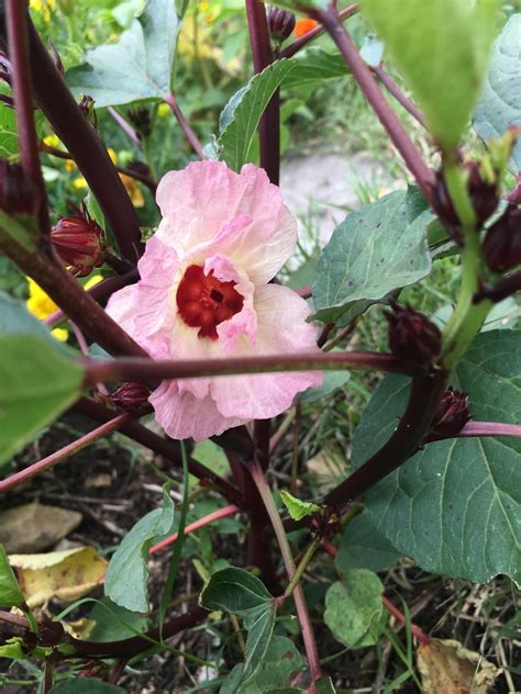 Rosella flower. : r/gardening