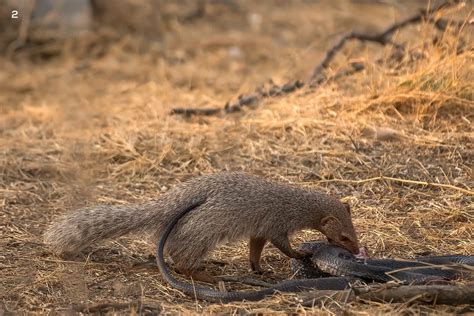 The Indian Grey Mongoose: The Cobra’s Nemesis | Roundglass | Sustain