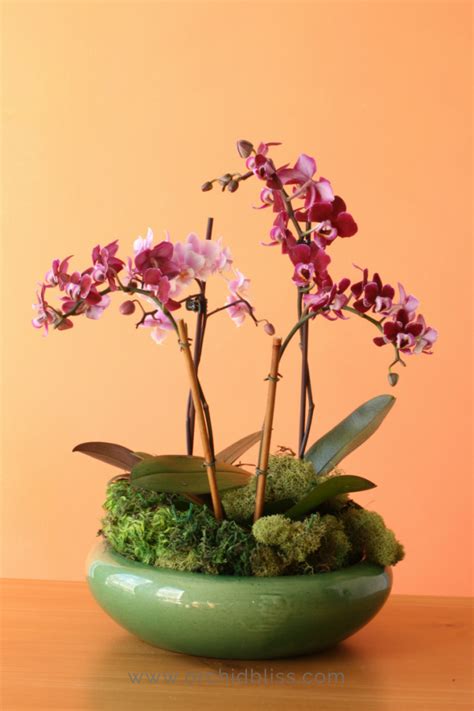 Best Orchid Pots: For Healthier Plants and Prettier Displays - Orchid Bliss