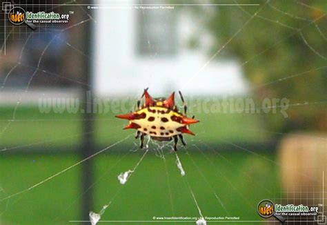 Spinybacked Orbweaver