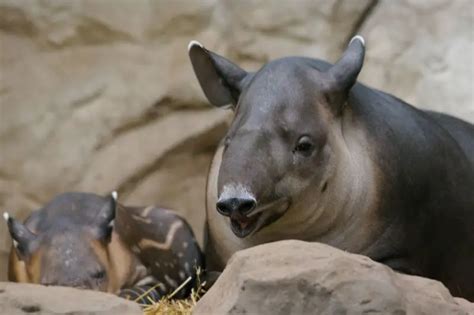 Baird's Tapir - Facts, Diet, Habitat & Pictures on Animalia.bio