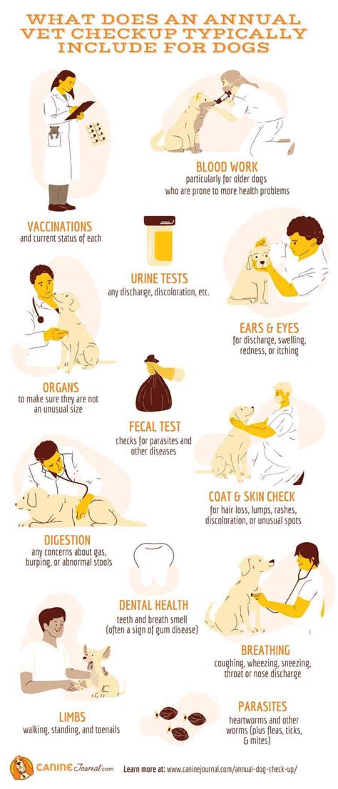 The Importance Of An Annual Dog Checkup | Canine Journal