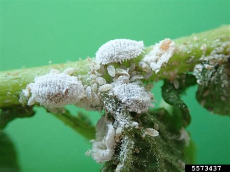 solanum mealybug (Phenacoccus solani ) on potato (Solanum tuberosum ) - 5573437