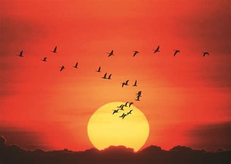 Flock, Geese, Birds, Swarm, Migration, Nature, Flying, Flight, Flying Birds, Flying Geese, Flock ...
