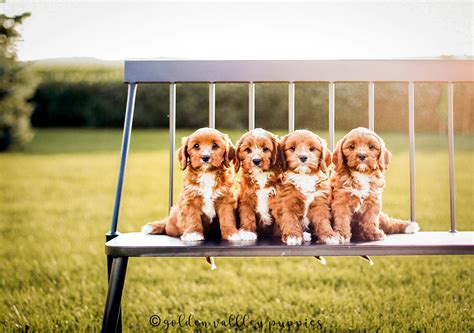 Golden Valley Puppies - {Puppies For Sale} Cavapoo Puppies