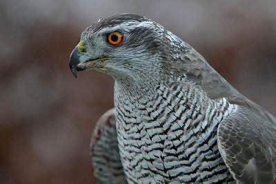 Northern Goshawk | Los Padres ForestWatch