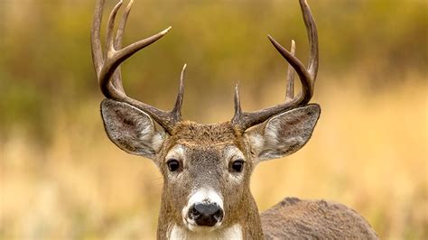 Whitetail Deer Ears