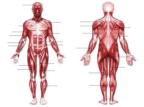 Human Muscle Anatomy Quiz