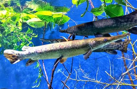 Gar - Description, Habitat, Image, Diet, and Interesting Facts