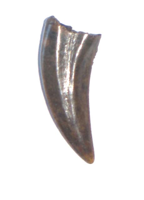 RAPTOR TOOTH DROMAEOSAUR TOOTH