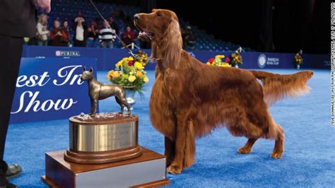 National Dog Show: Revisit previous Best in Show champs - CNN