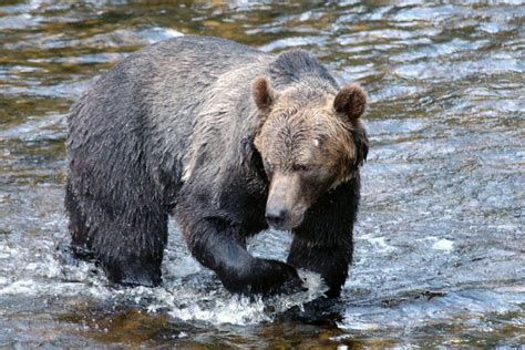 Guide Photos | Grizzly Bear Tours & Whale Watching, Knight Inlet