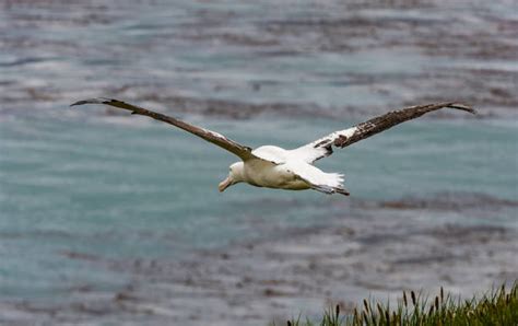 70+ Albatross Wingspan Stock Photos, Pictures & Royalty-Free Images - iStock