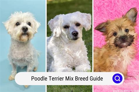 Poodle Terrier Mix Breed Guide (with Photos) - OodleLife®