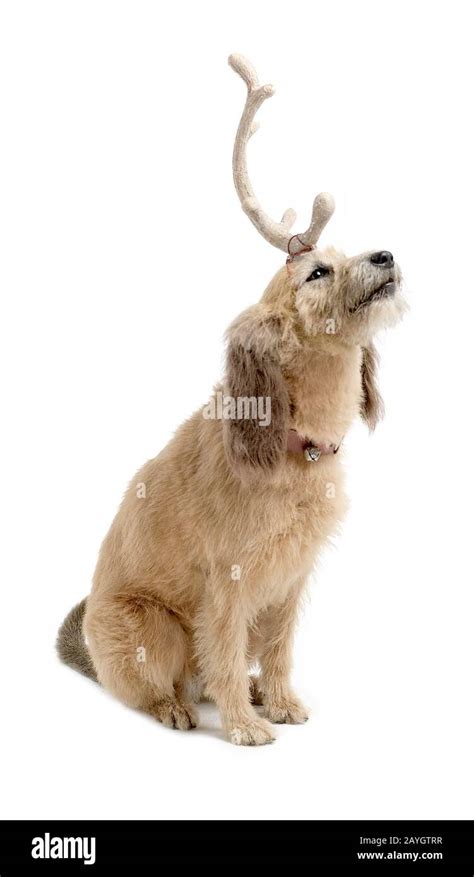 Max the Grinch dog Stock Photo - Alamy