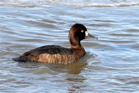 Public Domain Picture | Lesser Scaup (female) | ID: 13966519812461 ...