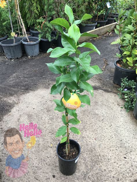 Lemon Tree Eureka 8" Pot - Grafted - Hello Hello Plants & Garden Supplies